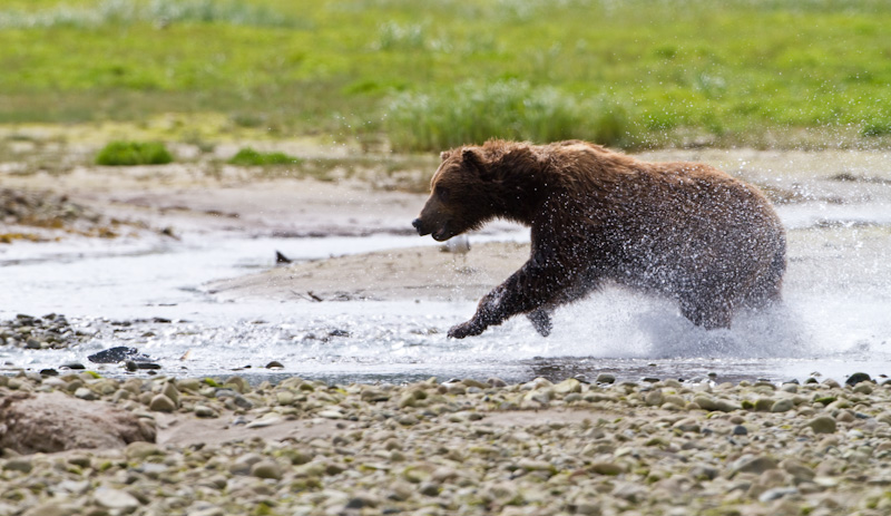 Grizzly Bear Chasing Salmon